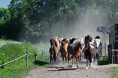 Island Pferdehof Kloevensteen